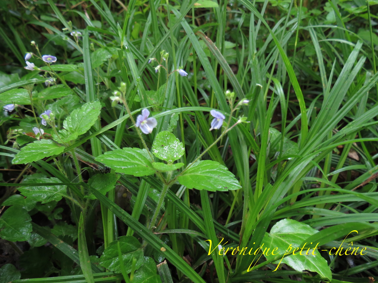 Veronica Chamaedrys 4023t